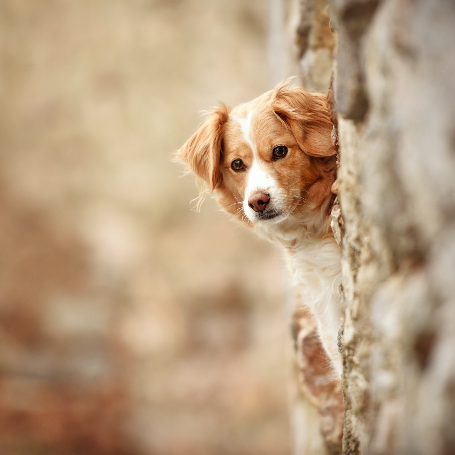 Ein beige weißer Hund, der an einer Mauer vorbeischaut